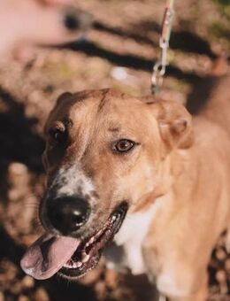 Neugieriger Süleyman sucht seine Familie - Duisburg