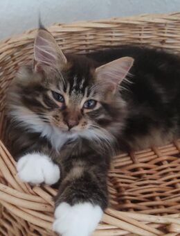 Maine coon Mix Brüder - Fürstenau