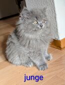 Zuckersüße BKH/BLH Kitten in liebevolle Hände abzugeben in 76661