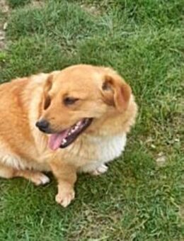 Daisy sucht ihren Dosenöffner - Bonndorf (Schwarzwald)