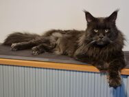 Reinrassiger xxl Maine Coon Deckkater mit Stammbaum - Elsdorf (Nordrhein-Westfalen)