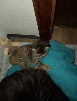 Katzenbaby Weibchen - Bottrop