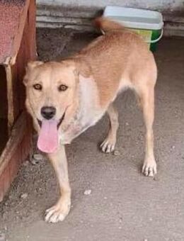 Blondy auf der Suche nach seinem Glück - Koblenz