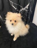 Bella – verspielte Pomeranian Hündin sucht liebevolles Zuhause in 44809