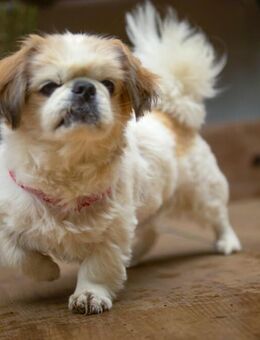 Opi Rocky - Tibet-Spaniel - 13 Jahre - Tierhilfe Franken e.V. - Lauf (Pegnitz) Zentrum