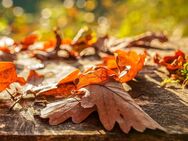 Ein Ort für goldene Herbstmomente - Finden Sie Ihr Glück im eigenen Zuhause - Essen