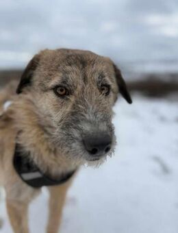 Rusty soll nicht in Rumänien aufwachsen - Blankenheim (Nordrhein-Westfalen)
