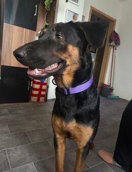 Schäferhund Mix hündin - Geithain