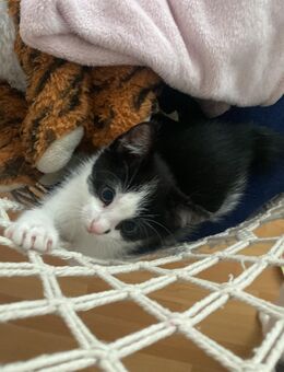 Katzenbabys - Lippstadt