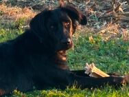 Wunderschöne Flat Coated Retriever Hündin - Greifswald