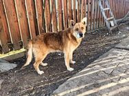 Rüstiger Hundesenior, Sky sucht Zuhause - München