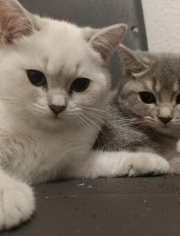 BKH Mix Kitten - Osnabrück