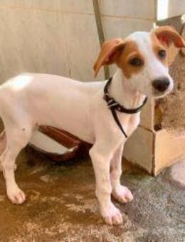 Rufino sucht ein Zuhause - Lenningen