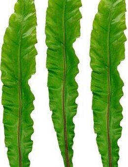 Kunstpflanze Nestfarnblatt, I.GE.A., Höhe 117 cm, Monstera, Kunstzweig, 3er Set