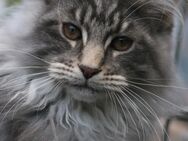 Maine Coon Katerchen Xhengys sucht Prinzenplatz - Bochum Wattenscheid