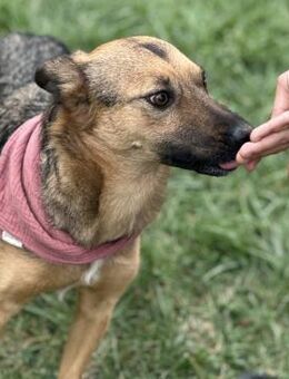 Vicky - sensible & freundliche Hündin - Berlin