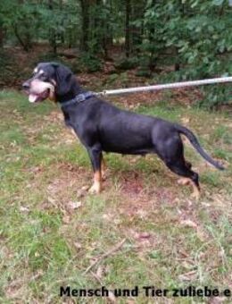 Babsi sucht Menschen mit Hundeverstand - Berlin