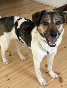 Menschenbezogene Lucy sucht Familie - Düsseldorf