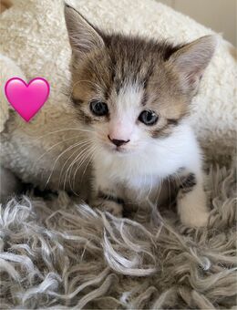 🐾 Wunderschöne BKH-Mix-Kitten suchen liebevolles Zuhause 🐾 - Bruchsal