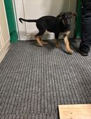 Süße Schäferhund-Mix-Welpe Hündin in 39393