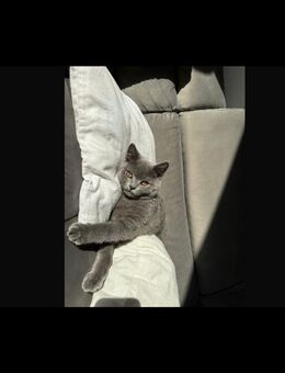 Britisch Kurzhaar Katze, 12 Monate, sehr liebevoll – sucht neues liebevolles Zuhause - Schwetzingen