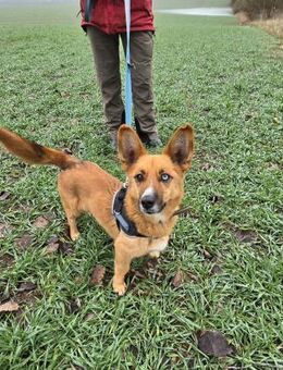 Bella sucht liebevolles Zuhause - Berlin