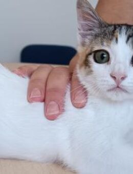 Miranda - bildhübsches Katzenkind - Wilhelmsfeld