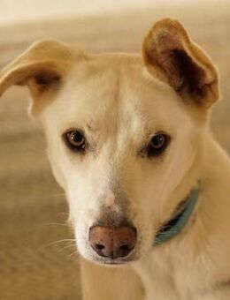 Thor, geb. ca. 03/2018, Griechenland - Markdorf