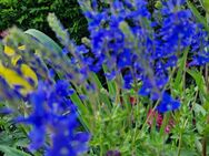 Schöne Stauden für den Garten, Rittersporn, Bauernrose, Prachtscharte, Lupine, Indianernessel, Duftnessel, u.v.m - Neuenbrook