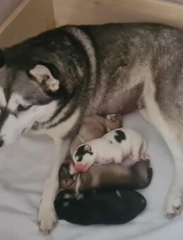 Husky Welpen - Lübz