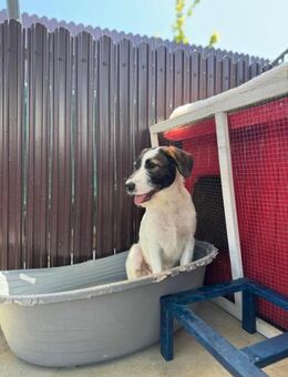 🐾 Verspielter junger Fabi 🐕 - Eislingen (Fils)