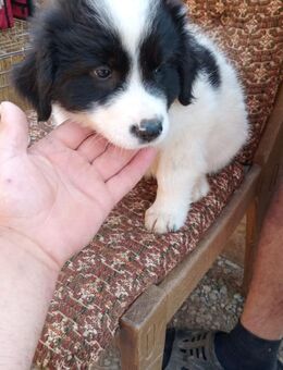 Achim und seine Geschwister - Steinhagen (Nordrhein-Westfalen)