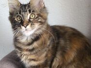 Traumhafte und Typvolle Maine Coon Kitten mit Stammbaum - Lampertheim