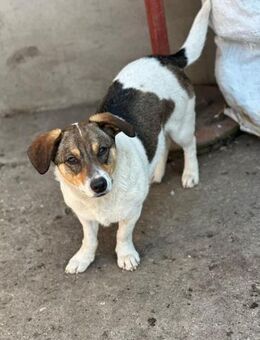 Sierra - unsere kleine Herzenshündin - Gerlingen