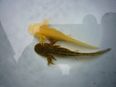 20x Axolotl Ambystoma mexicanum Nachzuchten 2023 in 24105