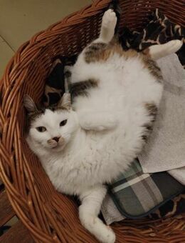 🐾 Elegante Kara sucht ein Zuhause 🐾 - Eislingen (Fils)