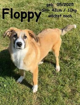 Floppy - unser kleiner Hüpfer - Rinteln