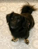 Hey ich bin's Dzako dein neuer bester Freund in 41334