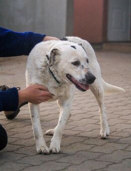 Dallas-BR - Fröhlicher Kämpfer - Neustadt (Rübenberge)