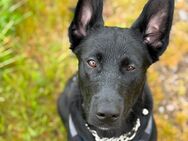 Labrador Schäferhund - Olbernhau