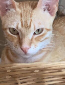 Sissy & Max Hundefreunde - Benediktbeuern