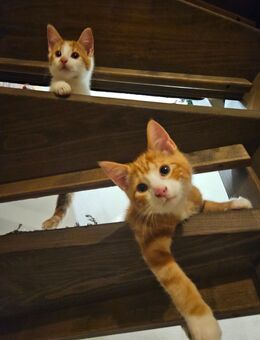 Katzenbaby abzugeben - Hanerau-Hademarschen