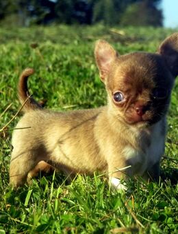 3 Süße typvolle Chihuahua Rüden Welpen 1LH 2KH in Sonderfarben blue-Tan, Brindle, Sable - Biebergemünd