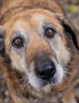 MICK - neugieriger Senior will lernen - Overath