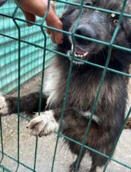 SHILA sucht ein liebes Zuhause - Neuberg