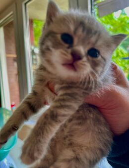 Bkh Katze kitten - Rheine Zentrum