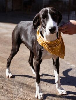 Elain 💗 verspielte & verschmuste Hündin - Hamburg