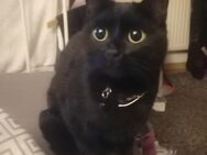 Europäische kurz Haar Katze Leni - Troisdorf