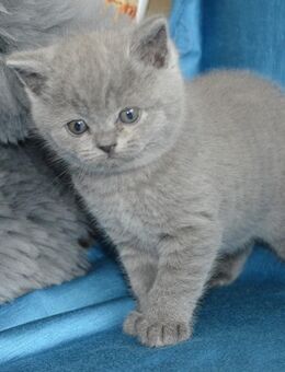 Reinrassige BKH Kitten - Nümbrecht
