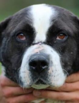 Paco - verschmuster, kinderlieber Rüde - Lohra